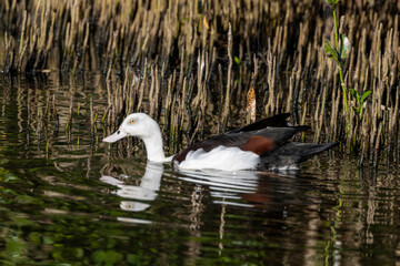 Radjah Shelduck in Queensland Australia