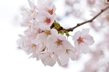 sakura_001