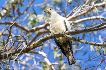 Torresian Pied Imperial Pigeon in Queensland Australia