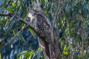 Papuan Frogmouth in Queensland Australia