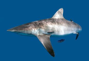 Naklejka premium silky shark