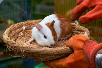 A cute guinea pig lies on a bamboo basket