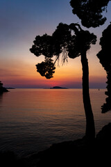 Pine trees on a sunset time in a coast of sea