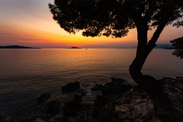 Pine trees on a sunset time in a coast of sea
