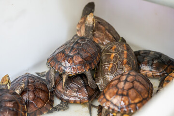 Close-up of baby turtles for sale at flower and bird market