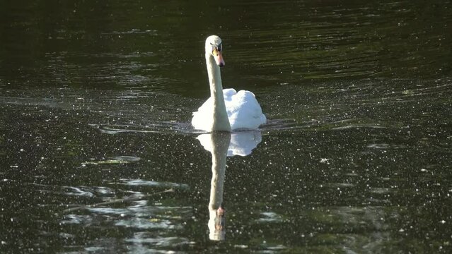 whooper swan on lake, 4k