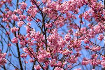 河津桜