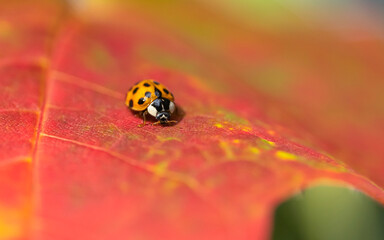 A cute ladybug crews on a red leaf
