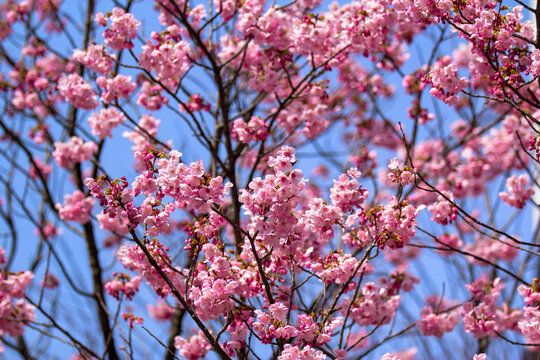 日本固有種images Browse 591 Stock Photos Vectors And Video Adobe Stock