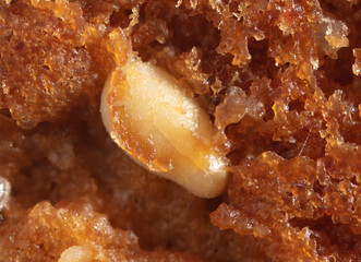 Sesame seeds on a ruddy cupcake.