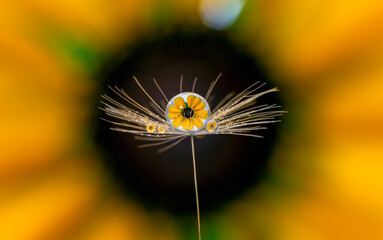 A crystal water drop on the top of dandelion seed showing a yellow flower in the center