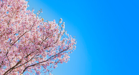 桜　花　春　満開　建物