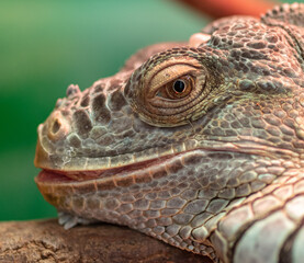 Portrait of a chameleon in the zoo.