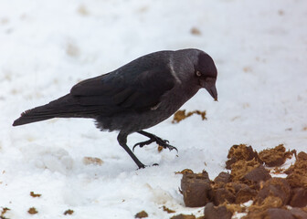 Crow on the snow in winter