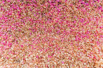 background image of petals bougainvillea The full frame of the pink flowers falling on the ground are ideal backgrounds for your design and copy space to insert text.