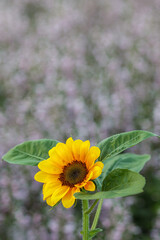 A beautiful yellow sunflower background over a field of sunflowers commonly planted in summer has a beautiful and bright yellow color as a background to match the summer of Thailand.