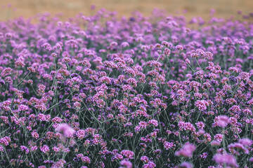 Obraz premium beautiful purple verbena flower background is popular flower planted in tourist destinations in northern Thailand. It is popular verbena garden for tourists to visit and take commemorative photo.