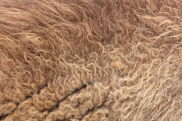 Llama fur as an abstract background.