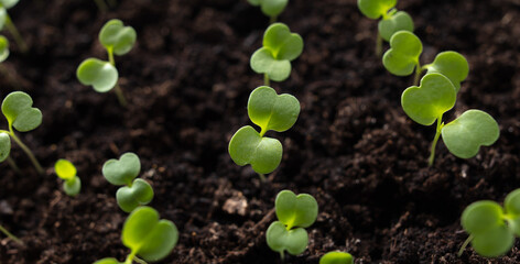 Small green sprouts of seedlings in the ground