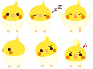 オカメインコ　ルチノー　セット