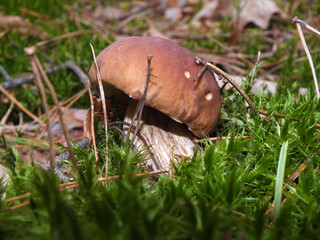 A boletus in conifers and moss