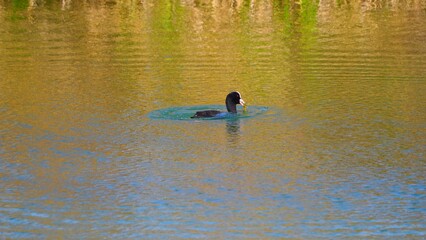 vista lateral de un ave acuática de plumaje negro, rostro y ojos rojos, llevando algas en su pico, lérida, espña, europa