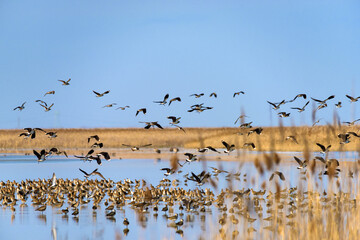 Big salt lake Slano Kopovo in north Serbia, remains of Panonian sea and natural habitat for many bird species. Special Nature Reserve Slano Kopovo