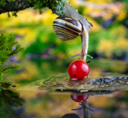 A cute brown lip snail tries to reach a fresh red berry in a dreamy natural background
