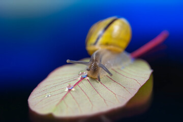 A beautiful yellow brown lip snail plays a crystal water drop on a leaf in a dream blue background