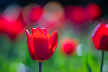 A red tulip soaking up the sun in the spring