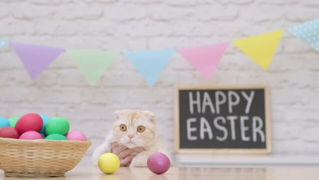 Portrait of funny Scottish fold cat at Easter Day. Rabbit hunts for eggs. Happy family holiday