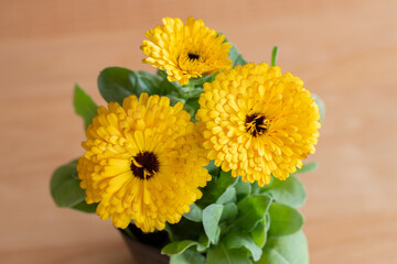 キンセンカ・ガーデニング・園芸・花・植物・ポット