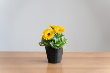 キンセンカ・ガーデニング・園芸・花・植物・ポット