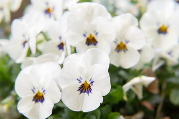 Obraz premium ビオラ・ガーデニング・園芸・花・植物