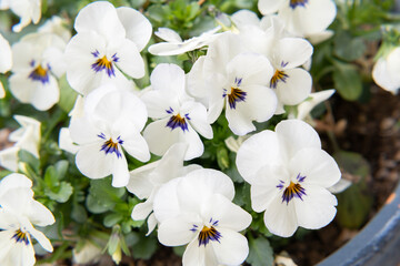 ビオラ・ガーデニング・園芸・花・植物