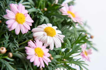 マーガレット・ガーデニング・園芸・花・植物・ポット