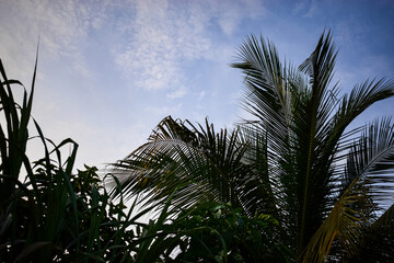 Palm trees against the sky