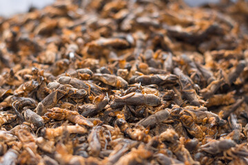 Lot of dried mole cricket for tuberculosis