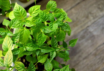 seedlings of sweet and hot peppers in a container close-up selective focus. spring seedlings, home garden