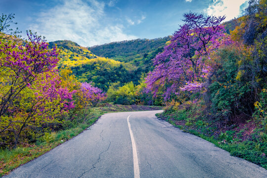 Superb spring view of mountain pass with blooming tree, Kamena Vourla town location. Nice spring scene of Greece, Europe. Beautiful morning landscape in Greek countryside.