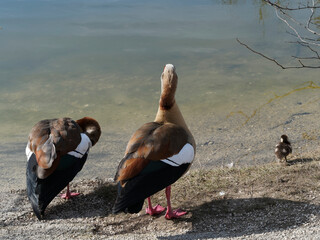 Alopochen aegyptiaca - Couple d'ouette d'Egypte avec un petit oison au bord d'un plan d'eau