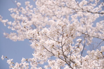 Cherry blossoms blooming in the blue sky with blurred background