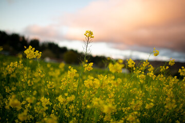 Fototapeta premium field of yellow flowers