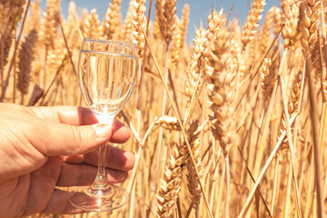 Man's hand with a glass of vodka on a wheat field. Concept of the natural origin of wheat strong alcohol.