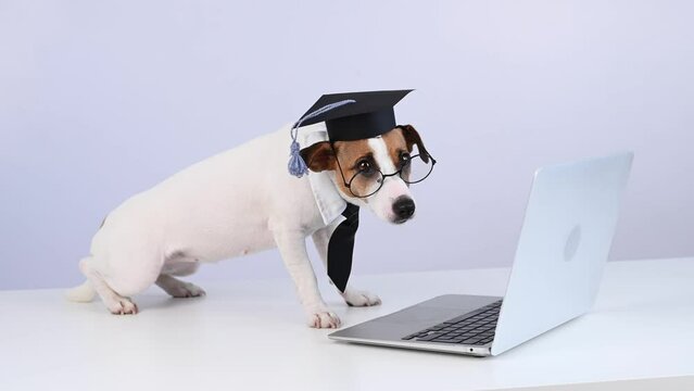 Jack Russell Terrier dog dressed in a tie and an academic cap works at a laptop on a white background.