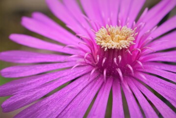 マツバギクのアップ