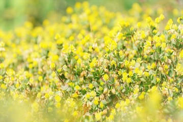 黄色の小花たち