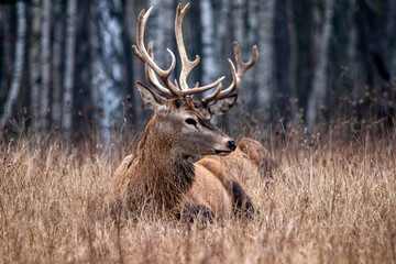 Majestic and powerful adult red deer in the autumn birch grove in the forest. Wild deer close-up.