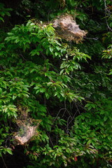 Fototapeta premium Gebirgslandschaft in den Blue Ridge Mountains, North Carolina