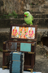 A tarot card reading parrot on the cage. Indian astrology. Forecasting concept.